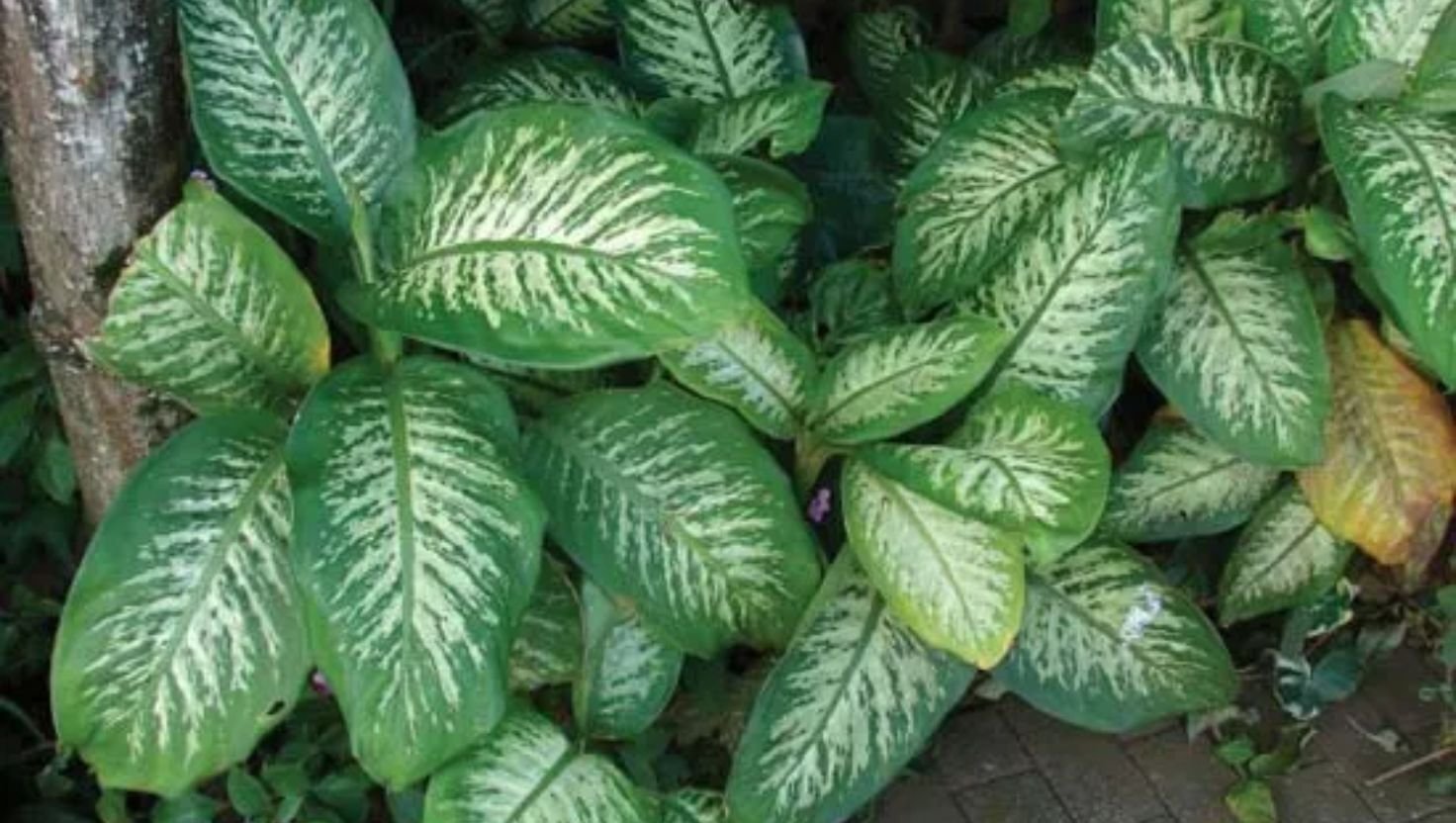 dumb cane