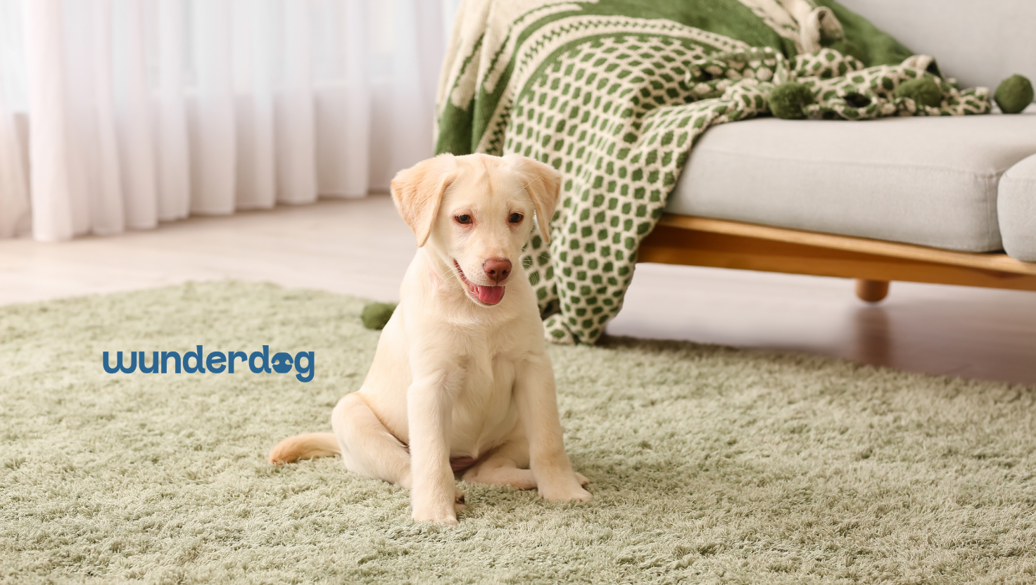 Golden Labrador puppy sitting on a soft green rug in a bright living room, representing preparing a home for a new puppy. Wunderdog blog banner.