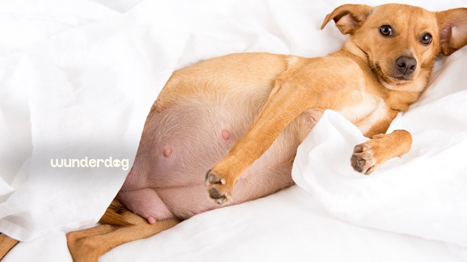 Pregnant dog resting on a white bed, showing her growing belly during pregnancy.