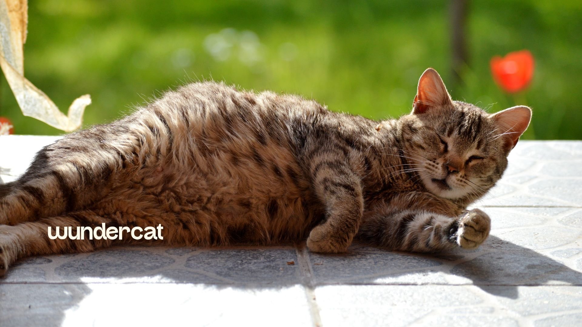 Pregnant tabby cat resting outdoors, illustrating Wundercat guidance on feeding pregnant and nursing cats.