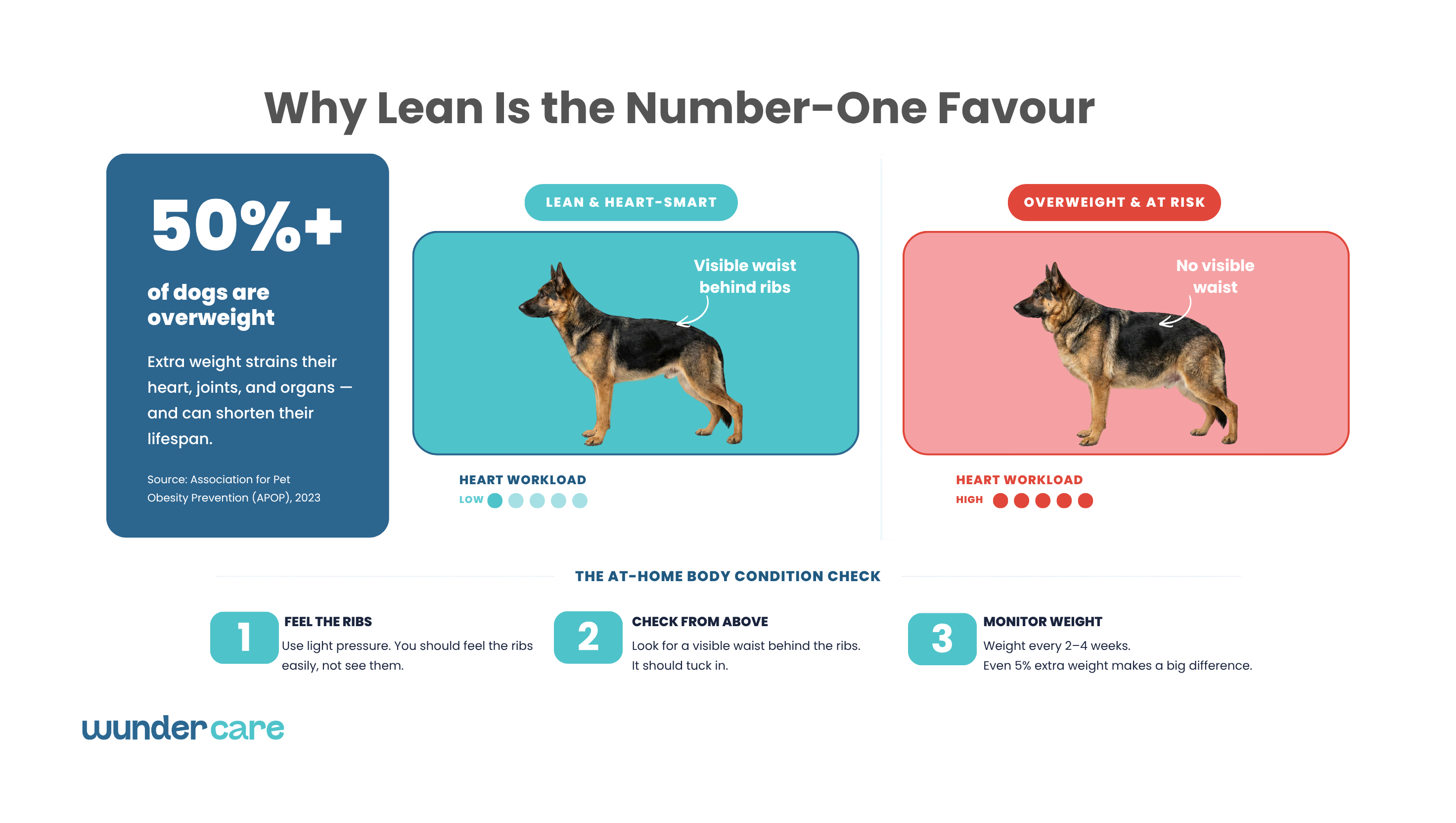 Infographic showing the difference between a healthy body condition and an overweight dog, with tips for checking your dog's weight to support heart health.