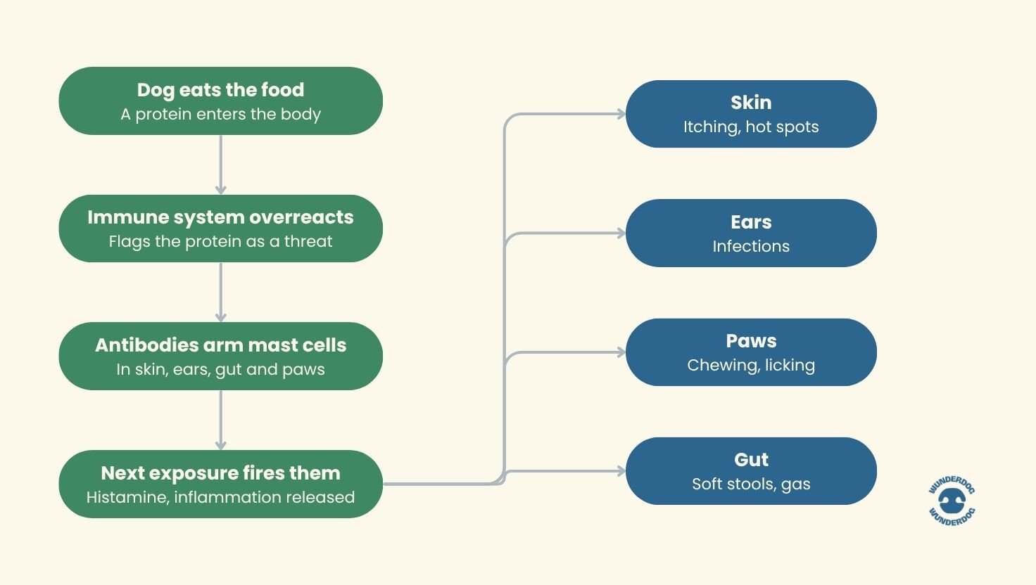 Flowchart illustrating how food allergies develop in dogs, from eating a food protein to an immune response that can affect the skin, ears, paws, and digestive system.