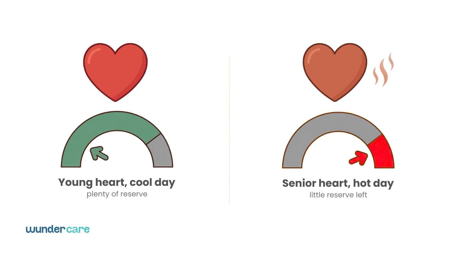 Comparison infographic showing that a young dog's heart has more reserve on a cool day, while a senior dog's heart has less reserve during hot weather, increasing the strain of summer heat.