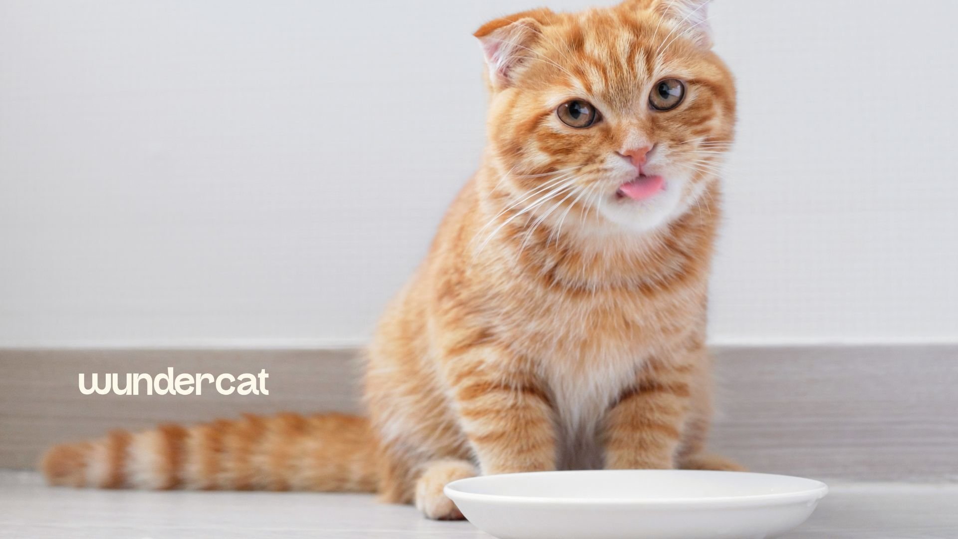 Orange cat sitting beside an empty food bowl, representing fresh cat food safety and nutrition with Wundercat in the UAE.