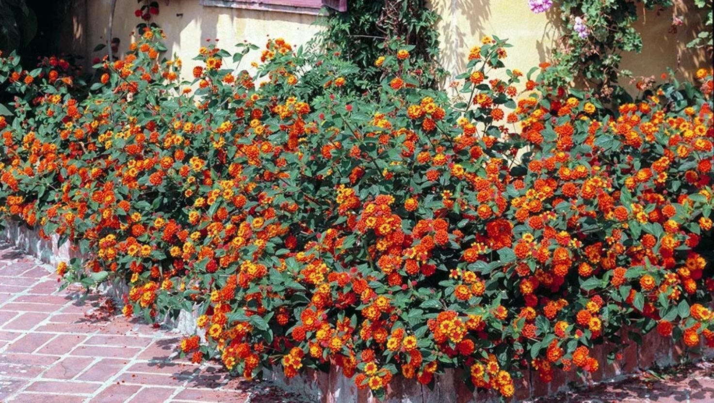 lantana
