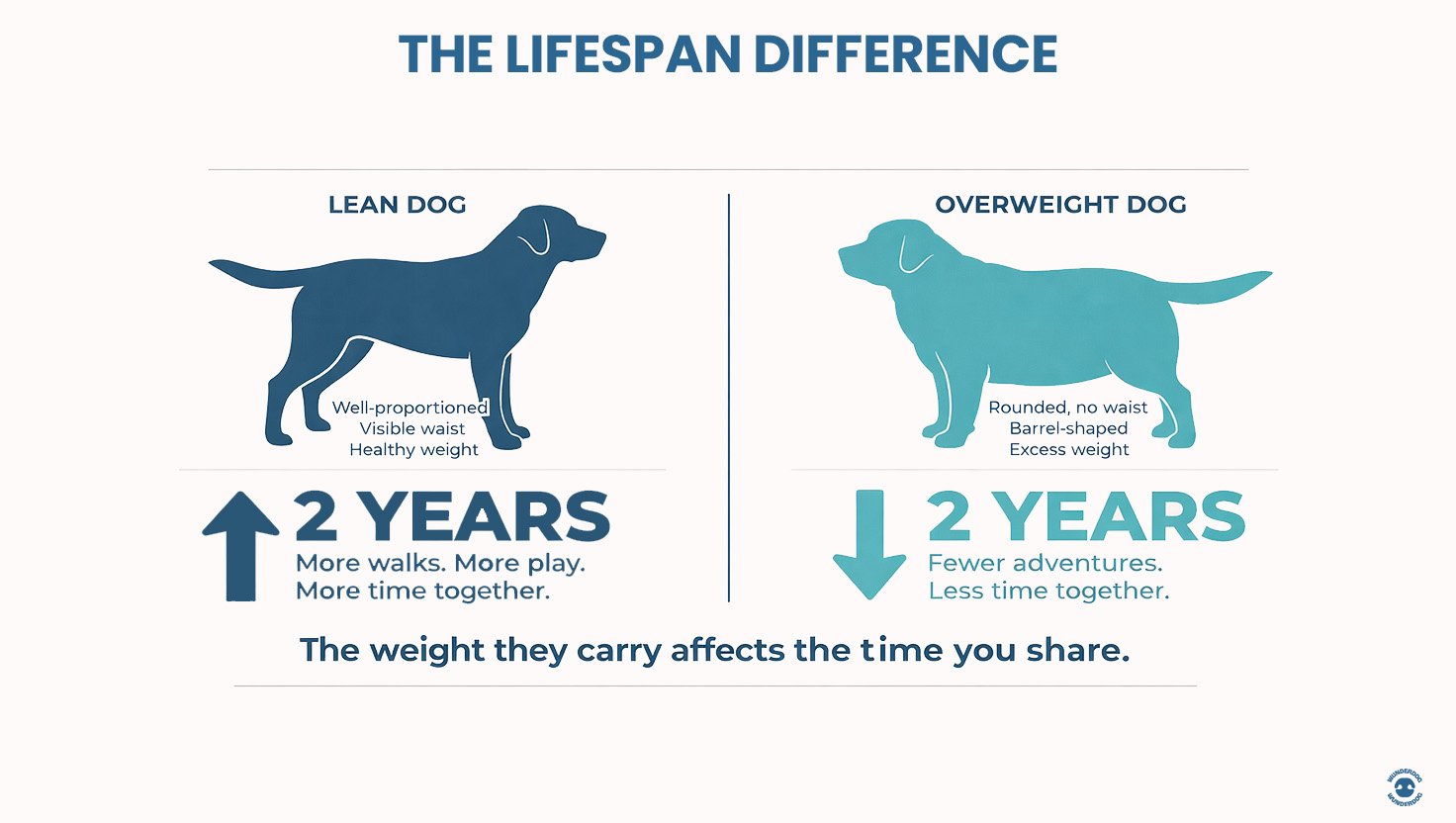 Comparison graphic showing the lifespan difference between a lean dog and an overweight dog, highlighting how excess weight can reduce a dog’s life expectancy in Dubai, UAE.