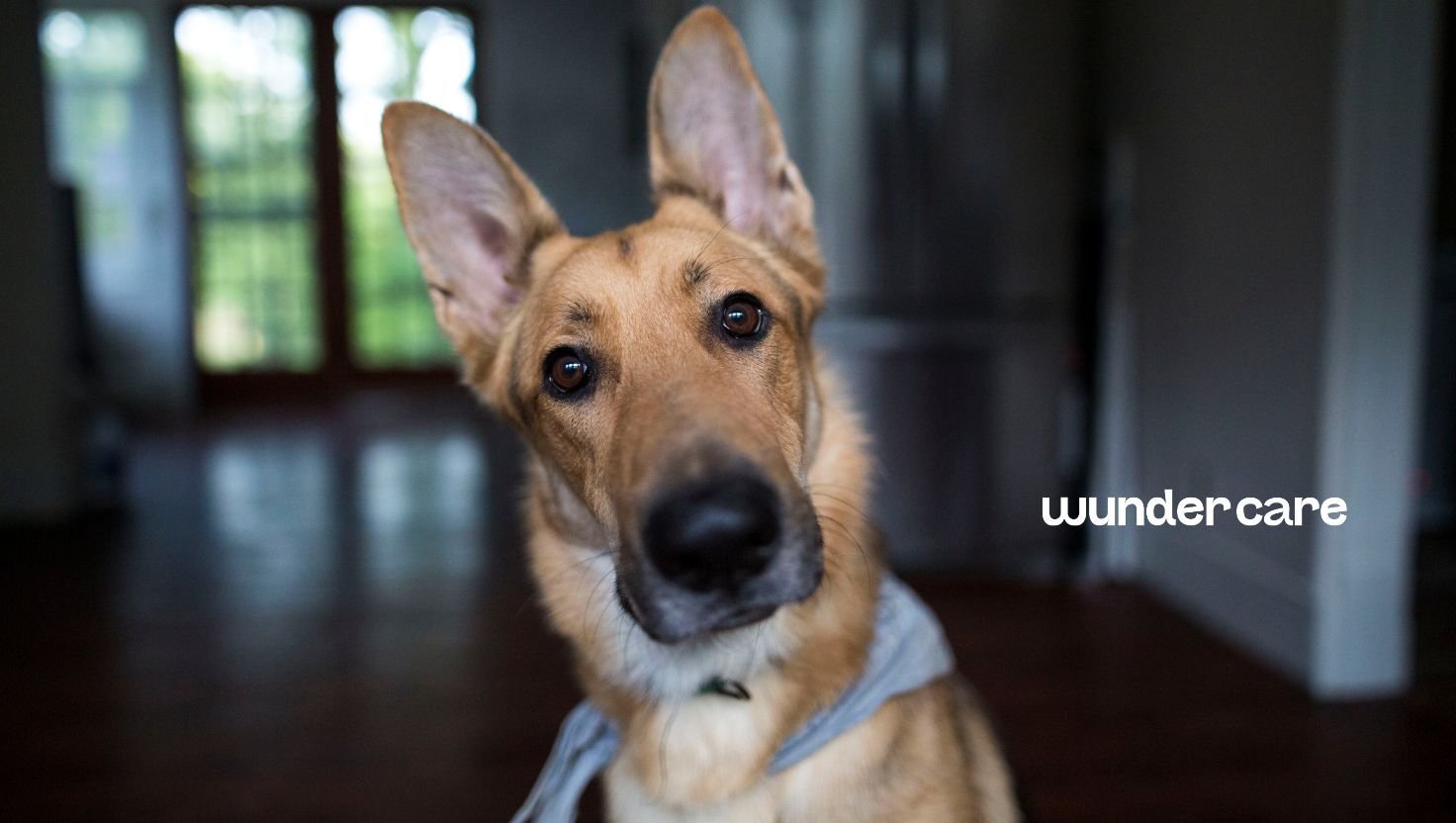 German Shepherd wearing a grey bandana indoors, representing Wundercare cardiac nutrition support for dogs with heart disease in the UAE.