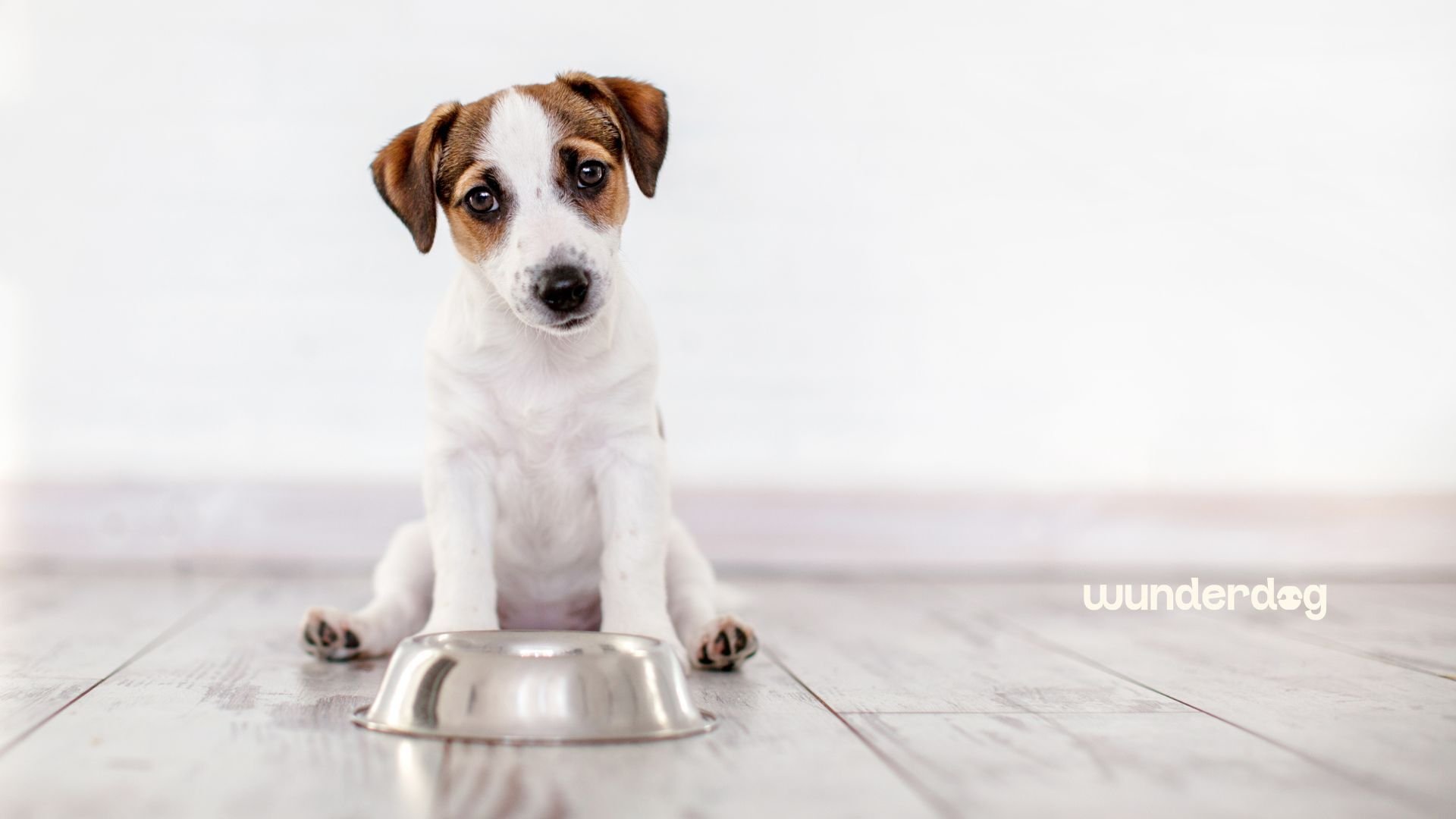Brown and white puppy sitting behind an empty stainless steel food bowl on a light wooden floor, with the Wunderdog logo