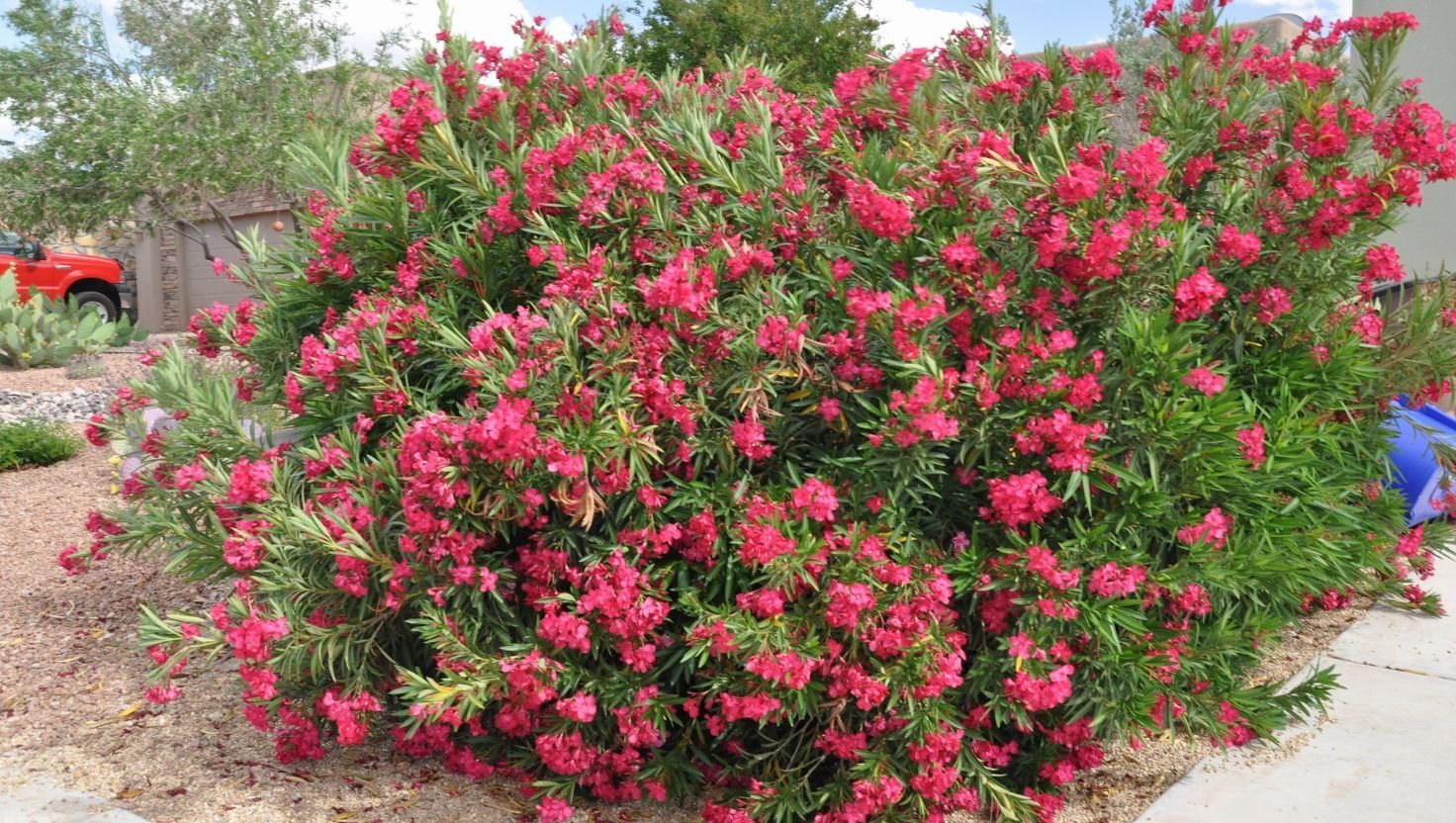 oleander