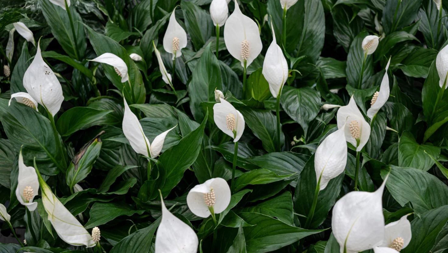 peace lily