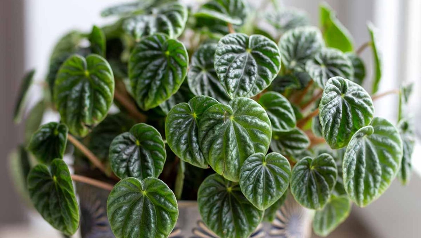 peperomia