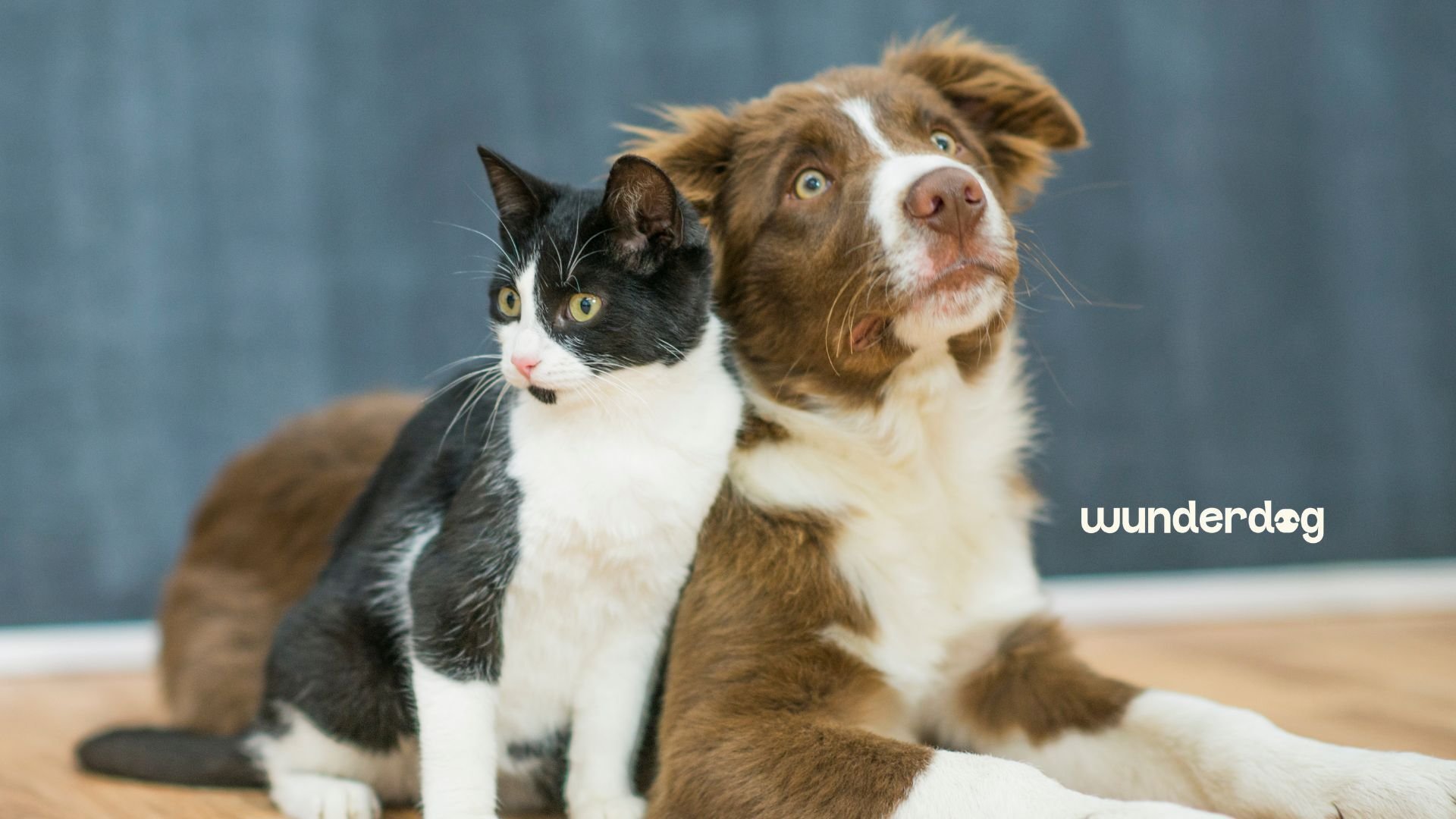 Black and white cat sitting beside a brown and white dog indoors, with the Wunderdog logo, illustrating a blog about Pet Obesity Awareness Day and healthy weight management for cats and dogs.