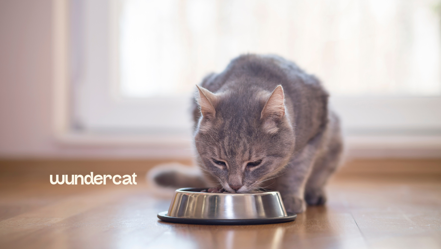 Grey cat eating from a food bowl at home while exploring new food, featured in Wundercat's guide for picky cats.