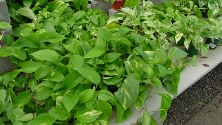 pothos