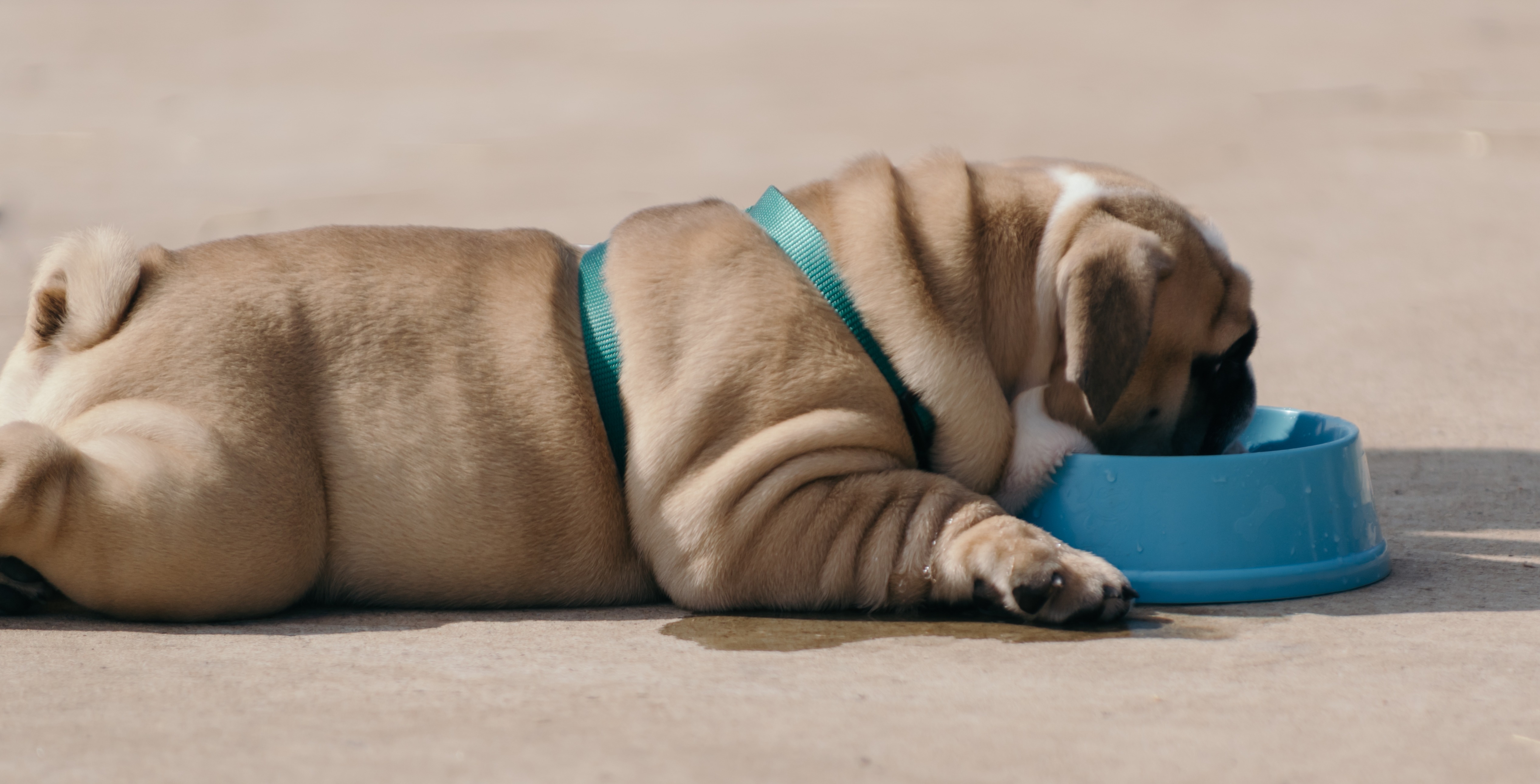Young puppy lying down while eating from a bowl — emphasising the importance of early-life Body Condition Score (BCS) monitoring and tailored nutrition during rapid growth phases.