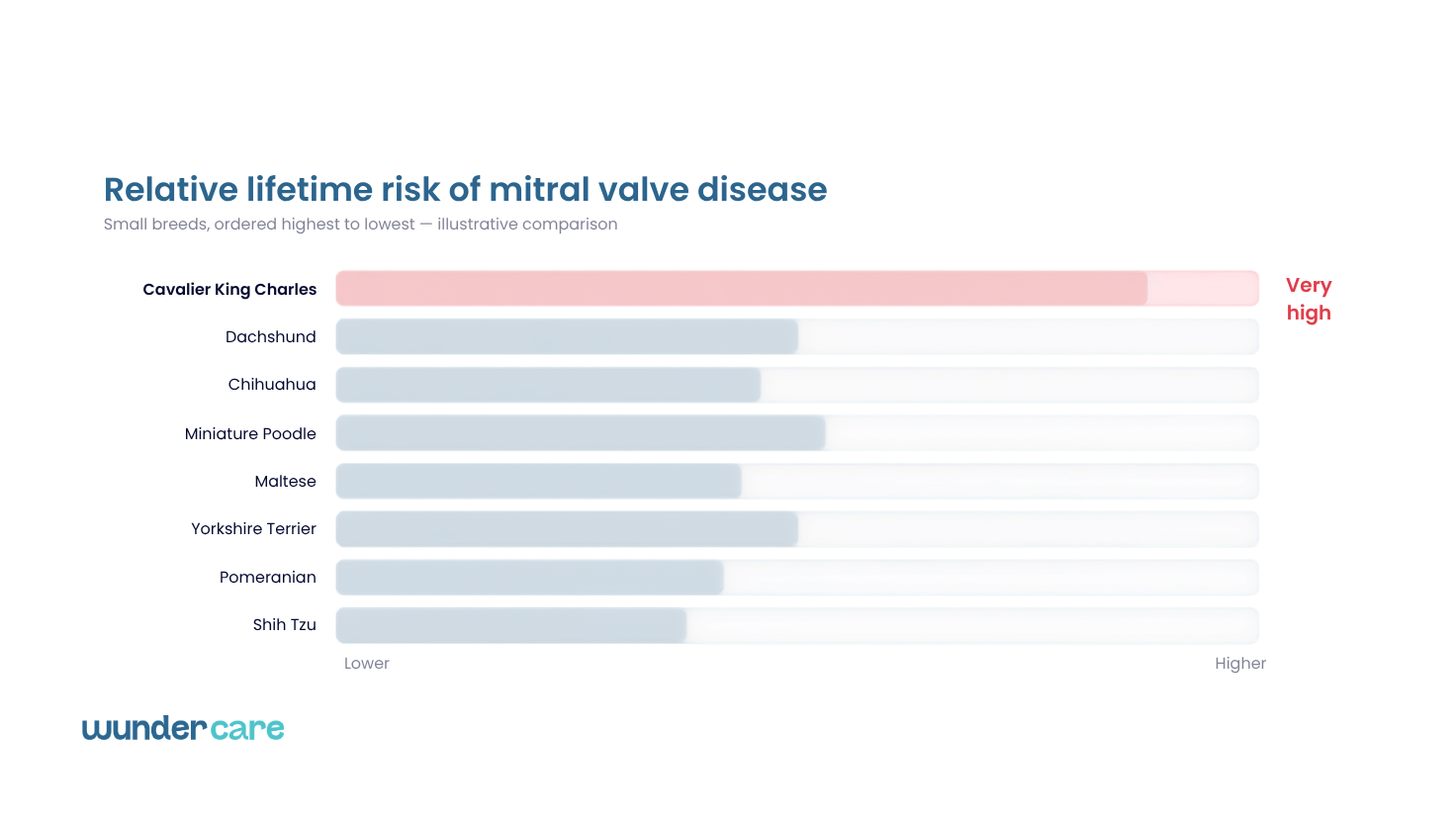 Illustration comparing the relative lifetime risk of mitral valve disease across small dog breeds, highlighting Cavalier King Charles Spaniels as the highest-risk breed.