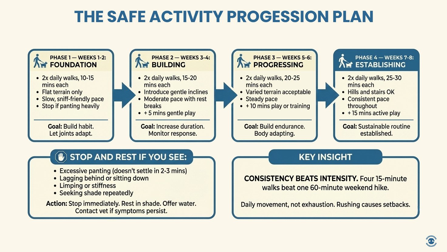 Four-phase exercise progression plan for overweight dogs showing gradual increase from 10-minute walks to 30-minute walks over 8 weeks