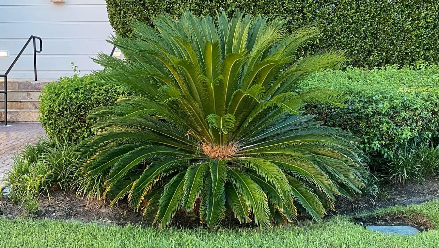 sago palm