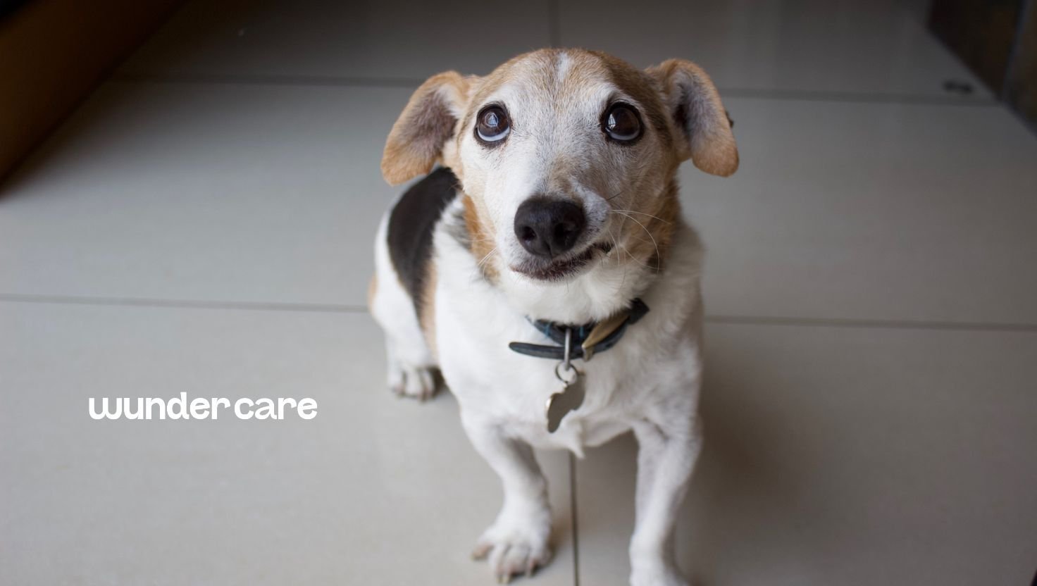 Senior dog looking up at the camera, representing common myths about heart disease in ageing dogs and the importance of early veterinary care.