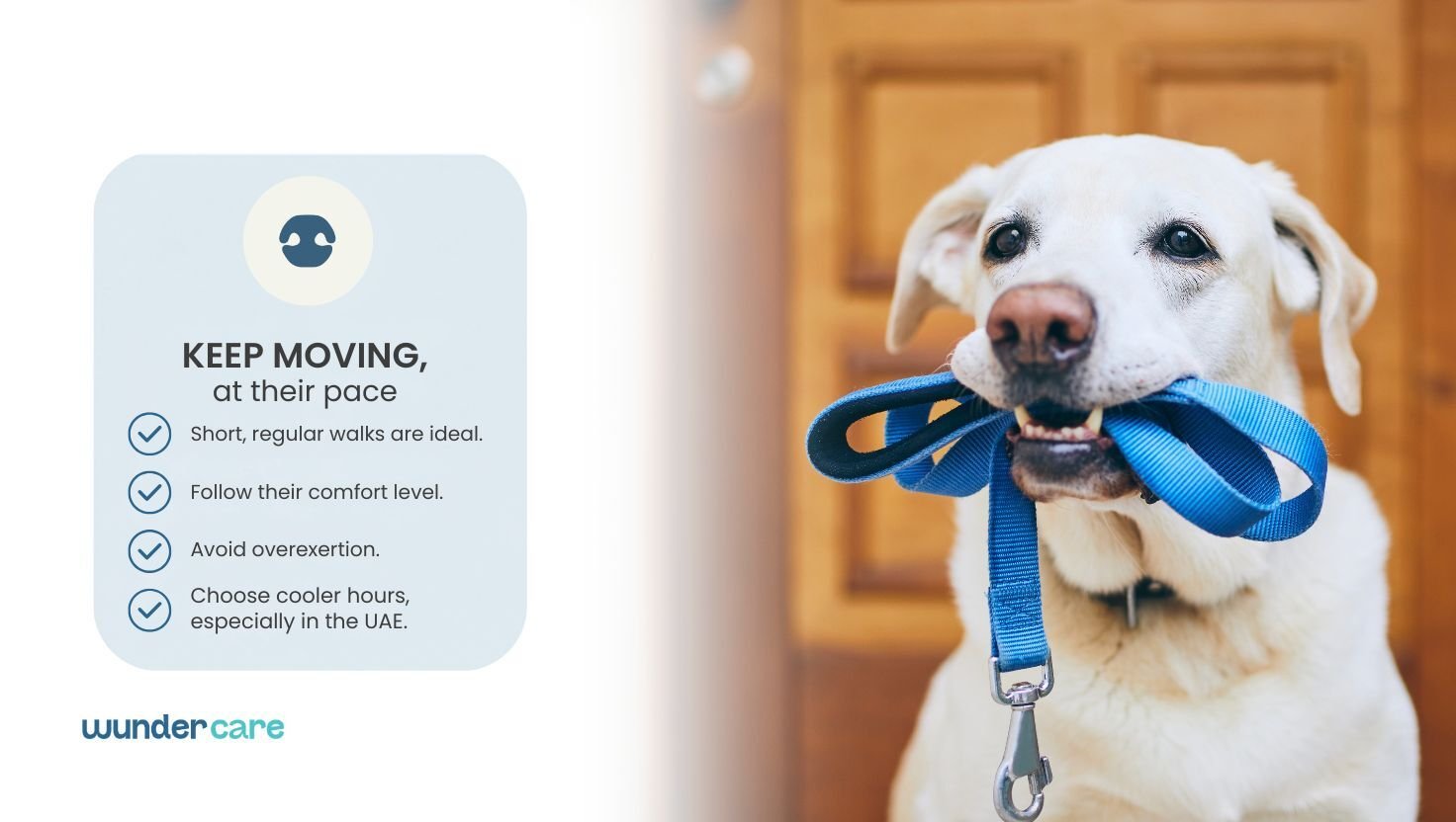 Senior dog holding a lead beside advice on safe exercise, showing that gentle walks remain important for many dogs with heart disease.