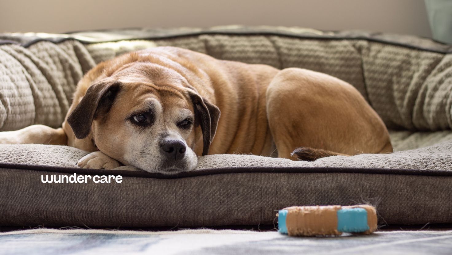Senior dog with a grey muzzle resting comfortably on a bed at home, illustrating healthy ageing and heart health support through nutrition.