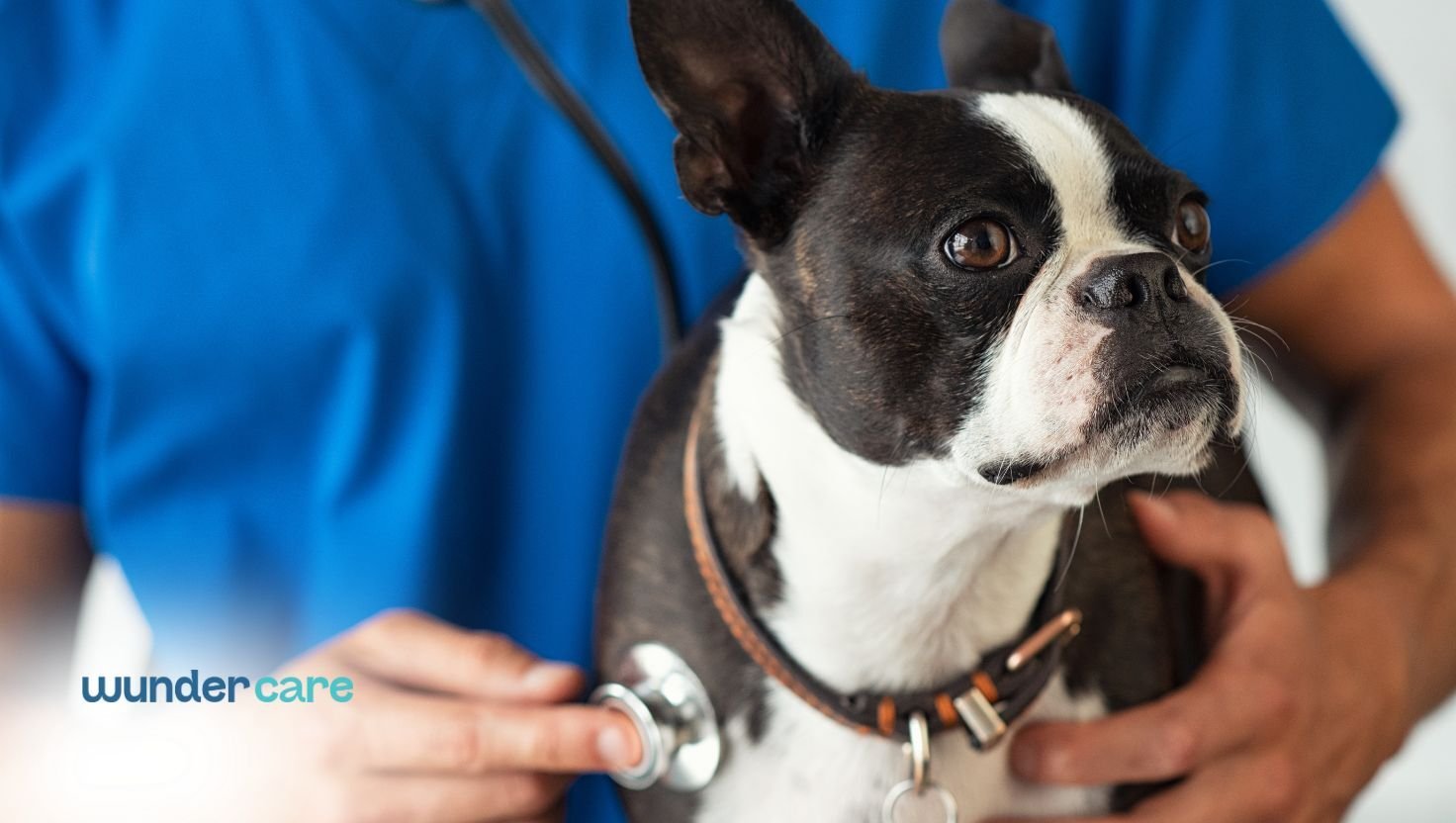 Small breed dog receiving a veterinary heart check-up with a stethoscope during a clinic examination.