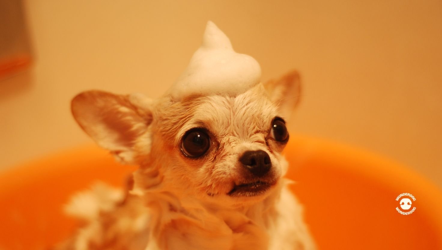Small dog relaxing in a bath during a grooming session with shampoo foam on its head.