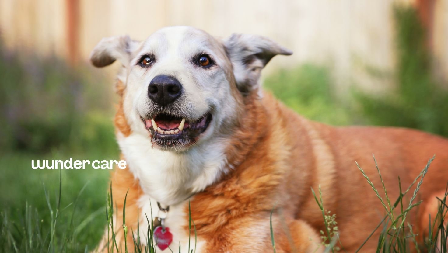Senior dog lying on grass outdoors during warm weather, illustrating summer heart care for older dogs and the importance of keeping senior dogs cool during the UAE summer.