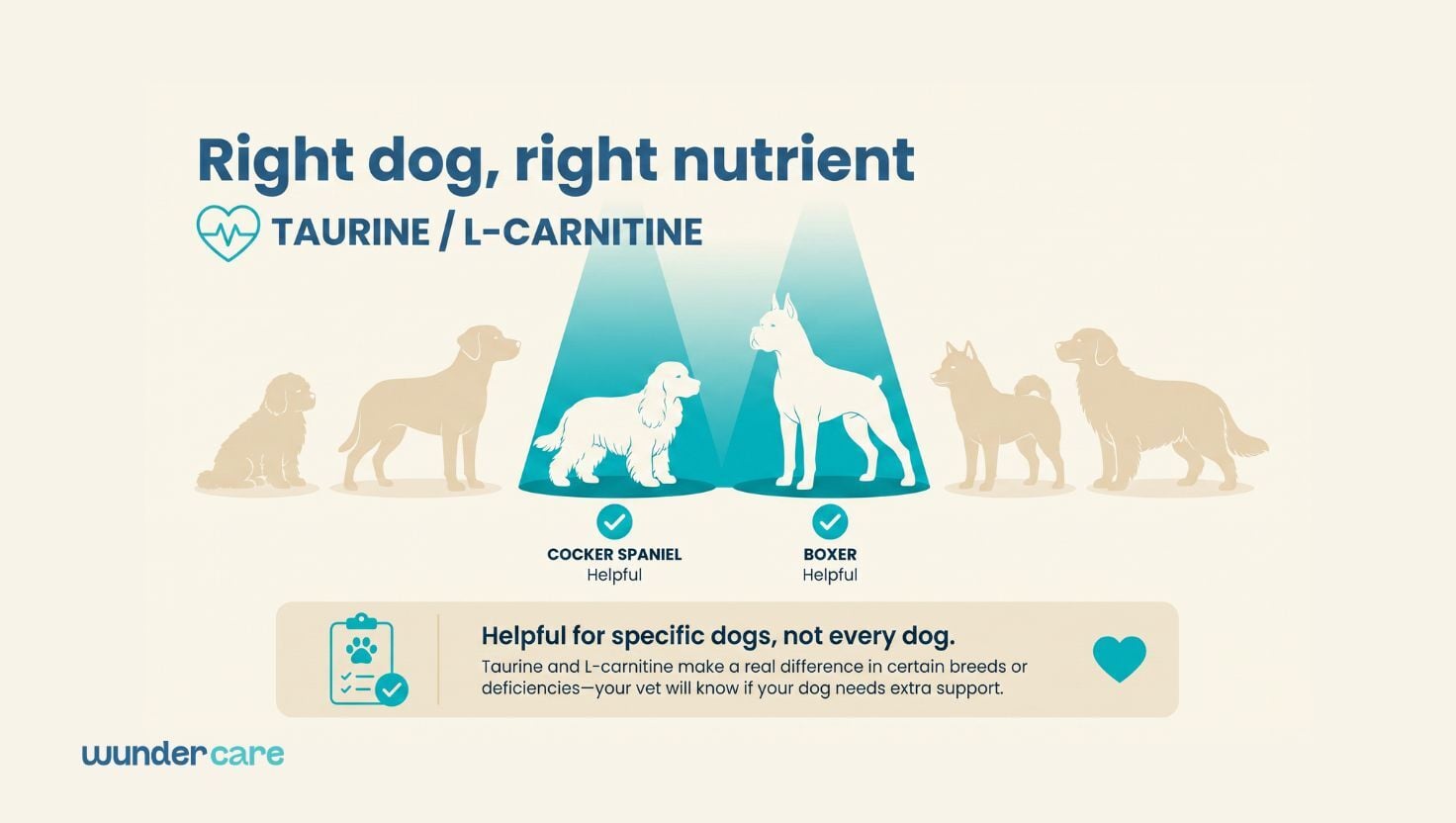 Cocker Spaniel and Boxer highlighted as breeds where taurine and L-carnitine may help, under veterinary guidance
