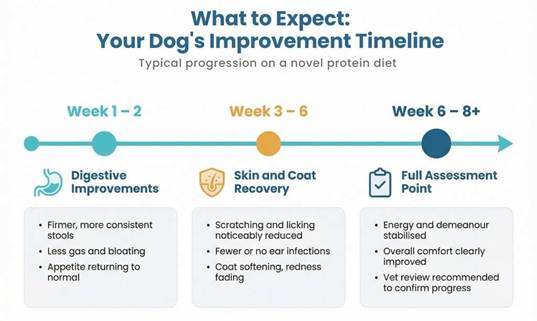 Expected improvement timeline for dogs on novel protein diets with digestive changes at weeks 1 to 2 and skin recovery by weeks 3 to 6
