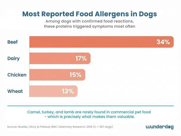 Ranked bar chart of most common canine food allergens with beef, dairy, chicken and wheat as top triggers based on veterinary dermatology research