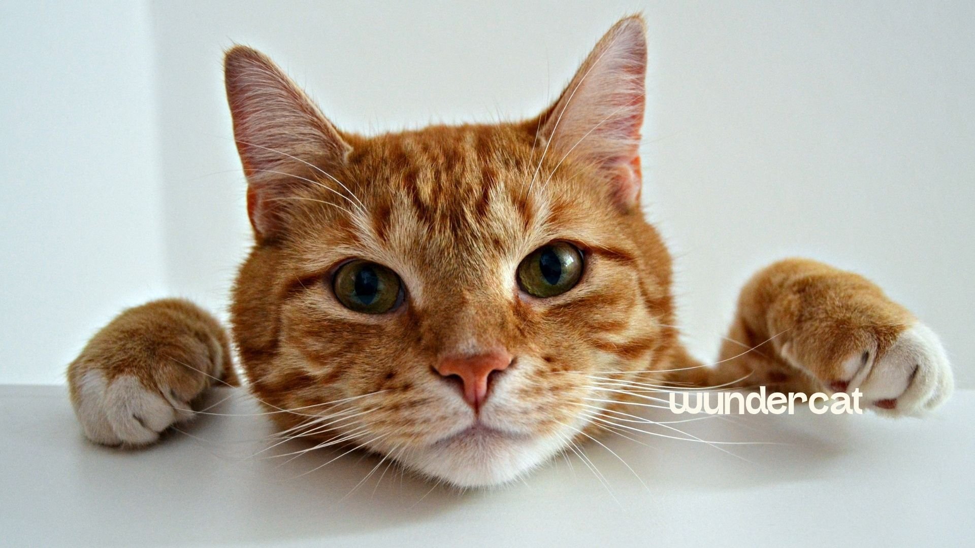 Ginger tabby cat resting its chin on the edge of a white table with both front paws stretched out, looking curiously at the camera