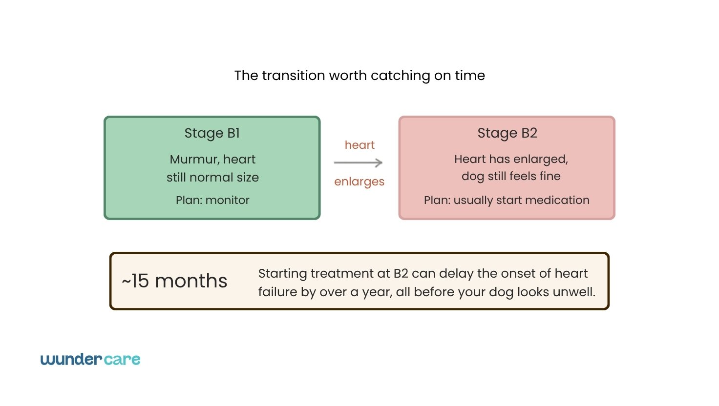 Diagram showing the transition from stage B1 to B2 in canine heart disease, with a note that early treatment at B2 can delay heart failure by around 15 months, Wundercare