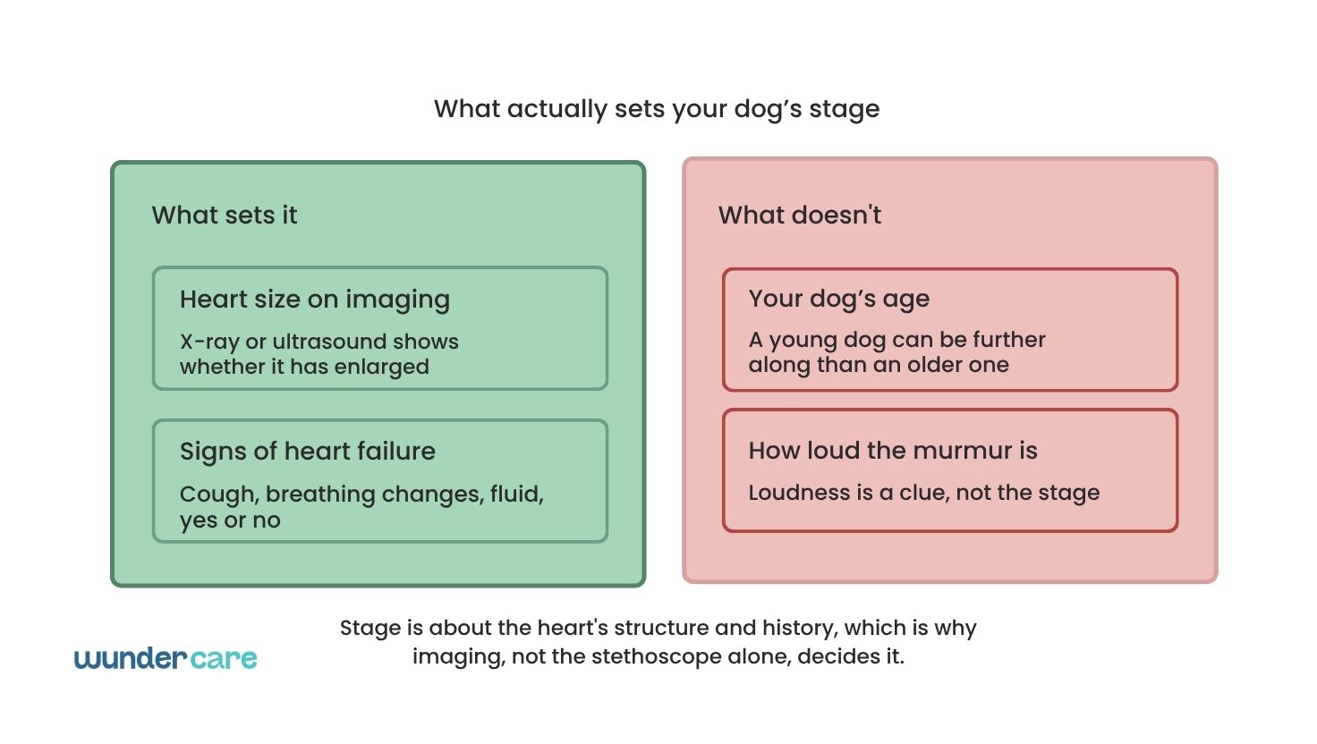 Diagram comparing what determines a dog's heart disease stage, heart size on imaging and signs of heart failure, versus what doesn't, age and murmur loudness, Wundercare