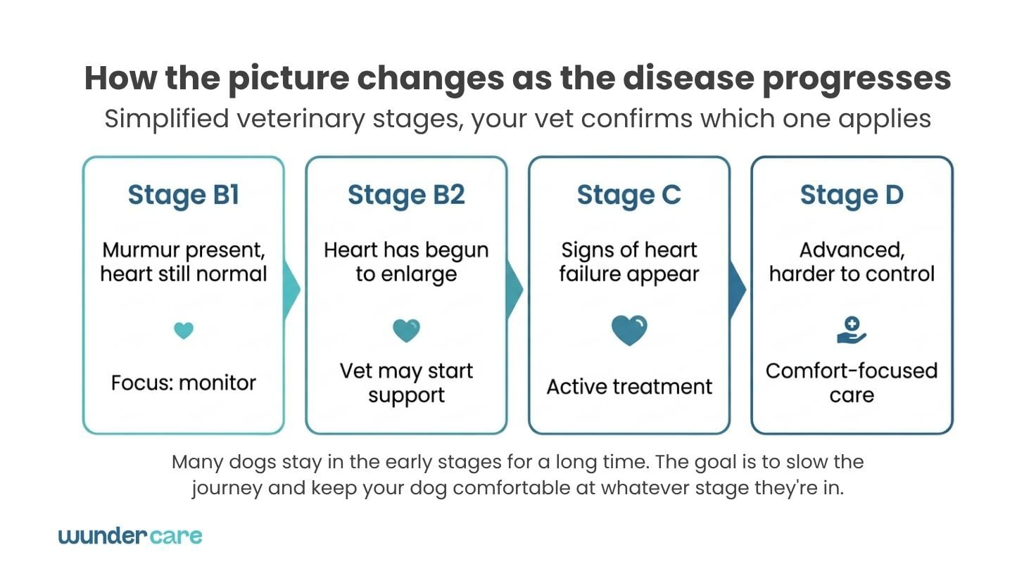 Chart showing the four stages of mitral valve disease in dogs, from Stage B1 to Stage D, with a vet confirming which stage applies