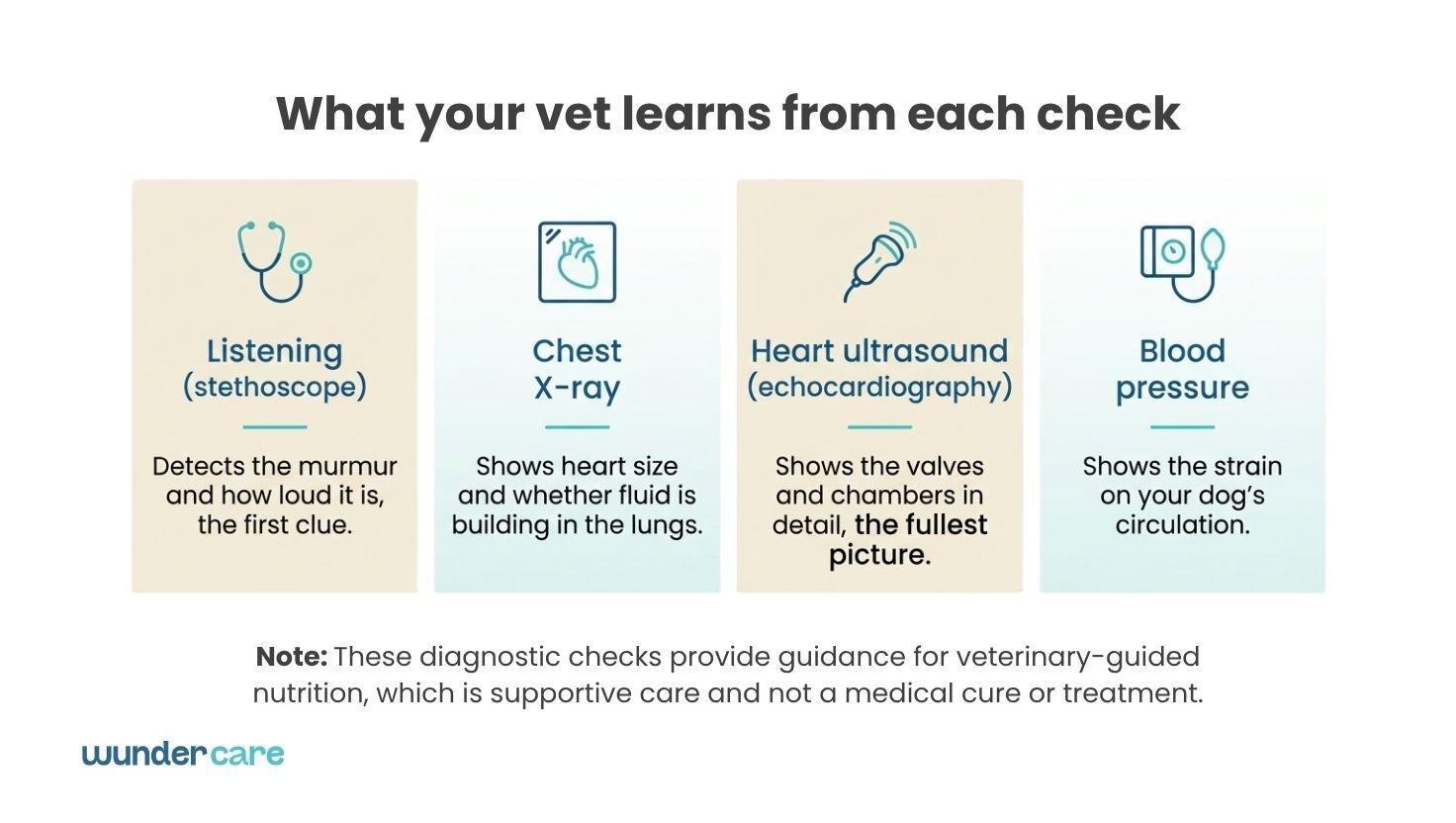 Diagram of four vet checks for a dog with a heart murmur: stethoscope, chest X-ray, echocardiogram and blood pressure test