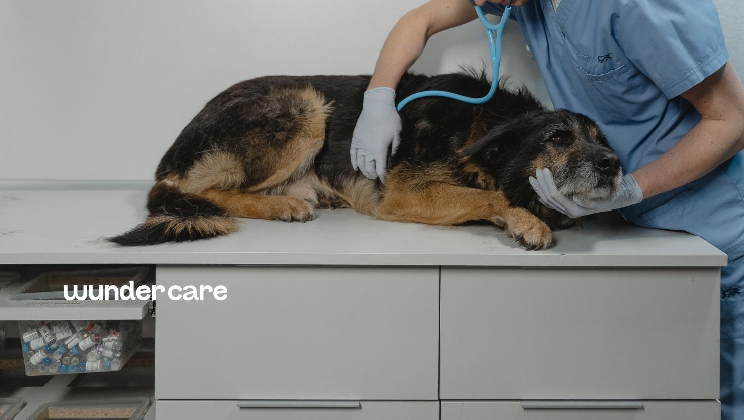 Senior dog being examined with a stethoscope by a vet in a clinic, Wundercare