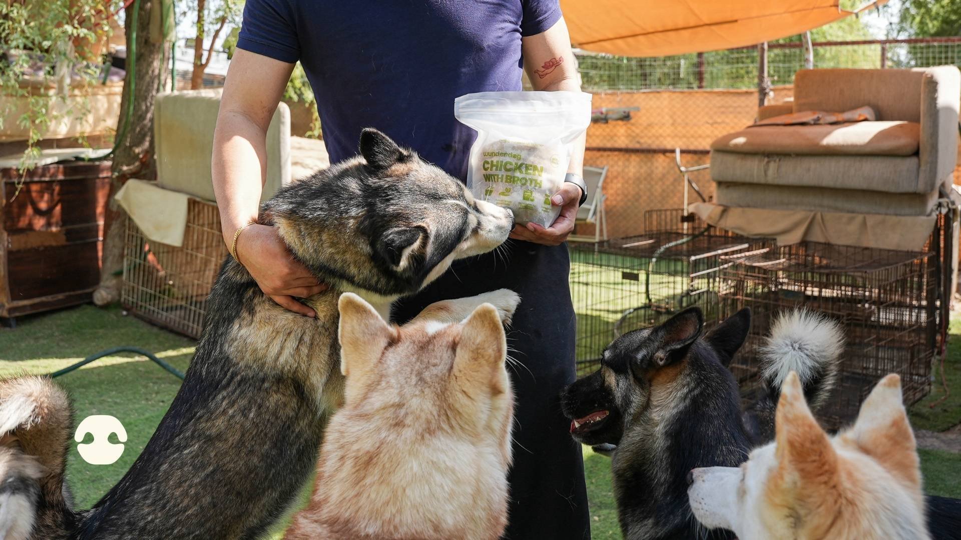 Rescue dogs gathering around a volunteer holding Wunderdog Chicken with Broth fresh dog food at Haven of Hope animal rescue in Dubai.