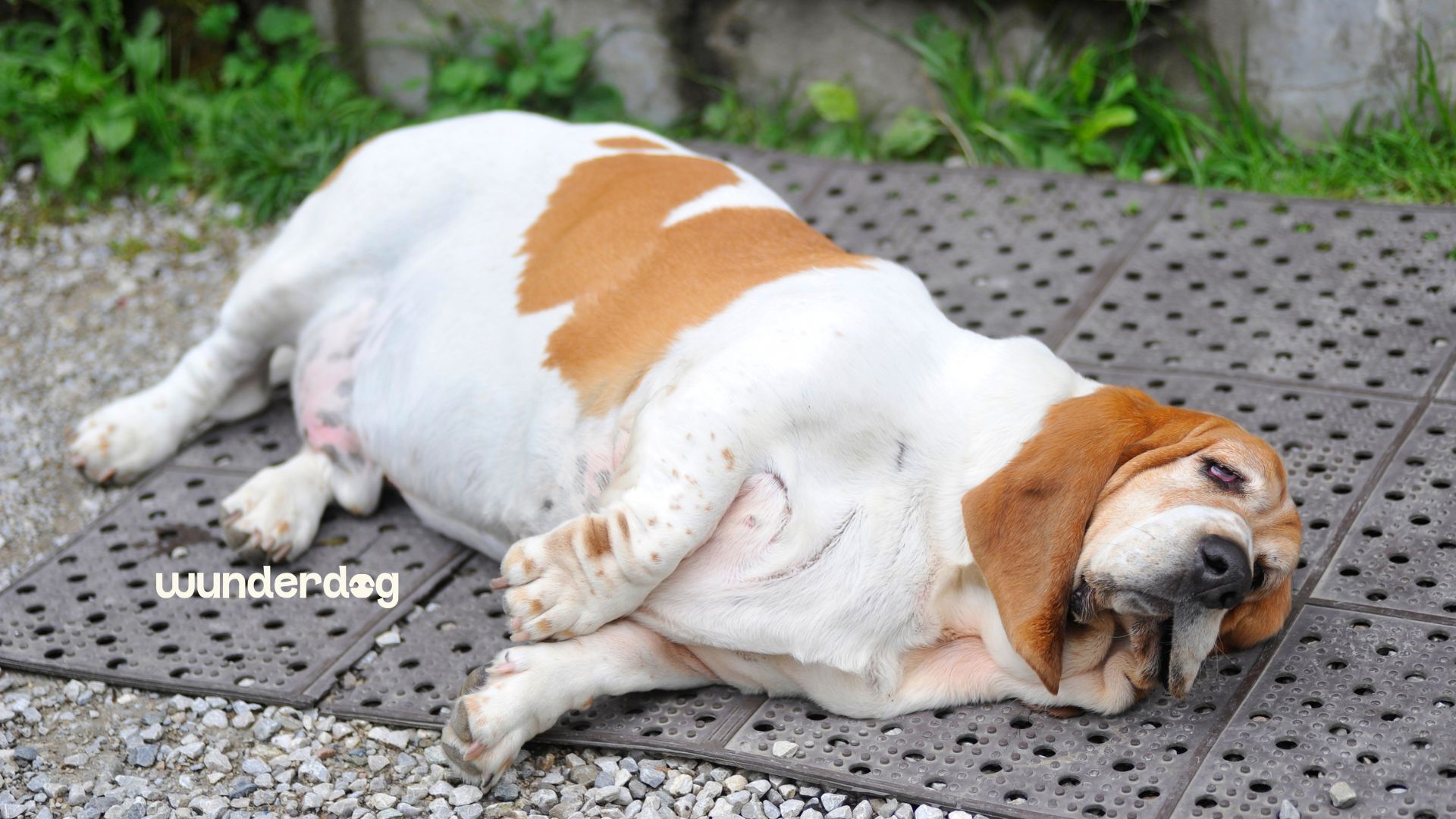Overweight Basset Hound lying on its side outdoors, illustrating healthy weight loss for dogs with fresh food