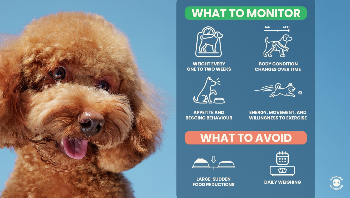 Dog portrait beside an infographic showing how to monitor weight, appetite, energy, and body condition changes safely over time.