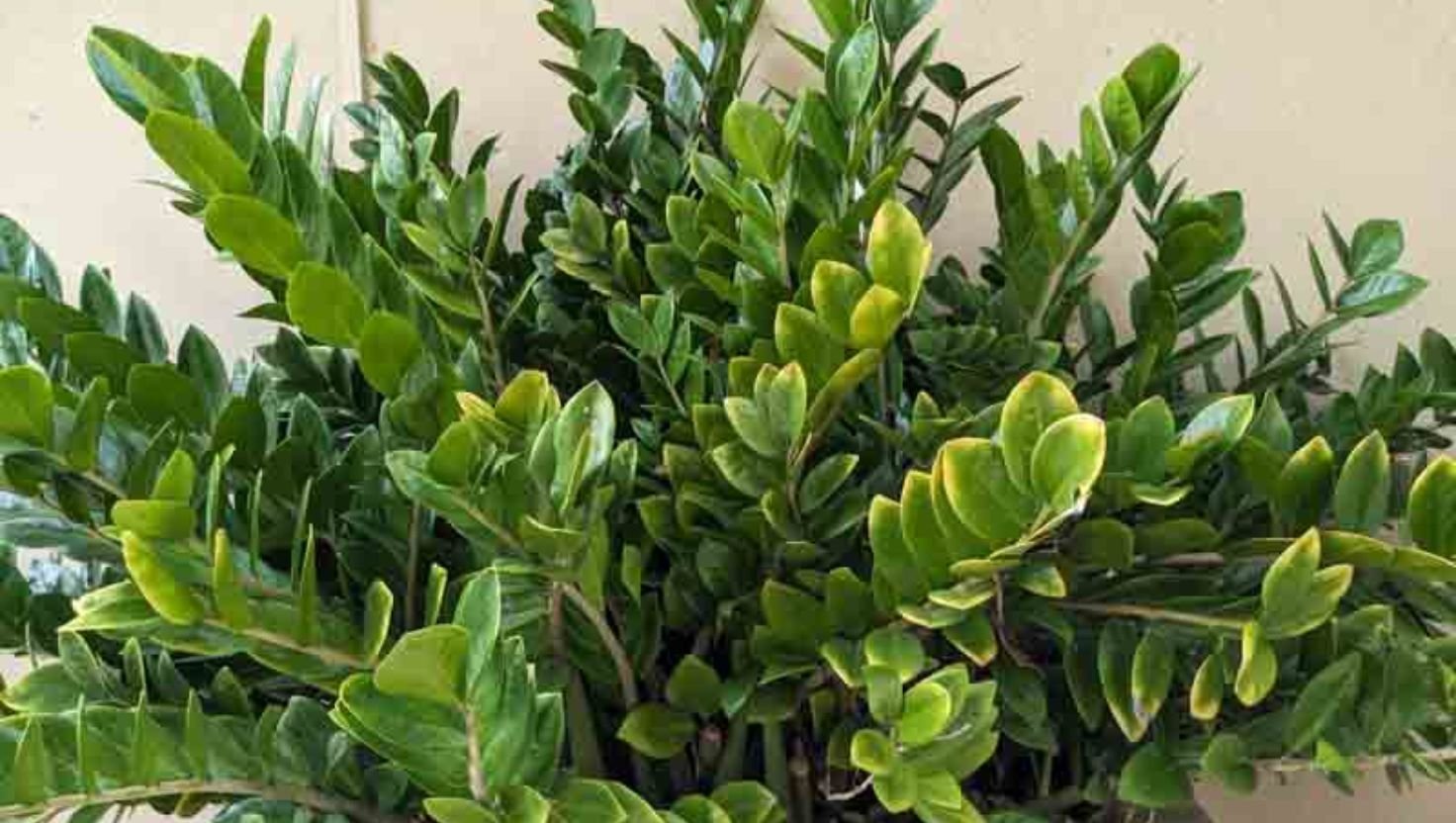 zz plant