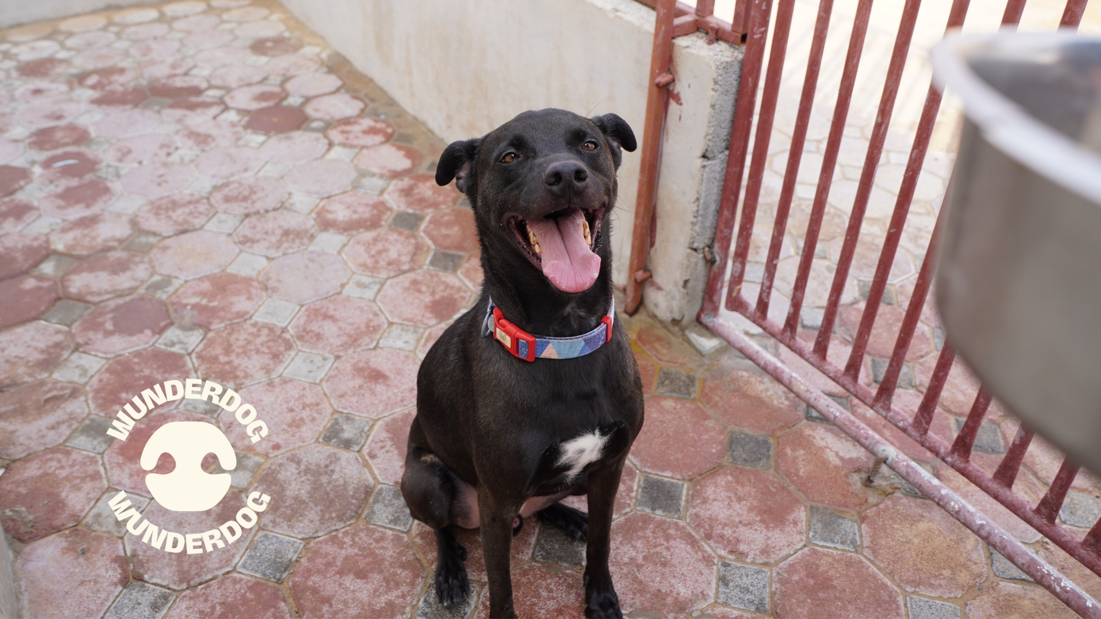 Black dog with a red collar sitting and smiling in front of a food bowl at rescue centre
