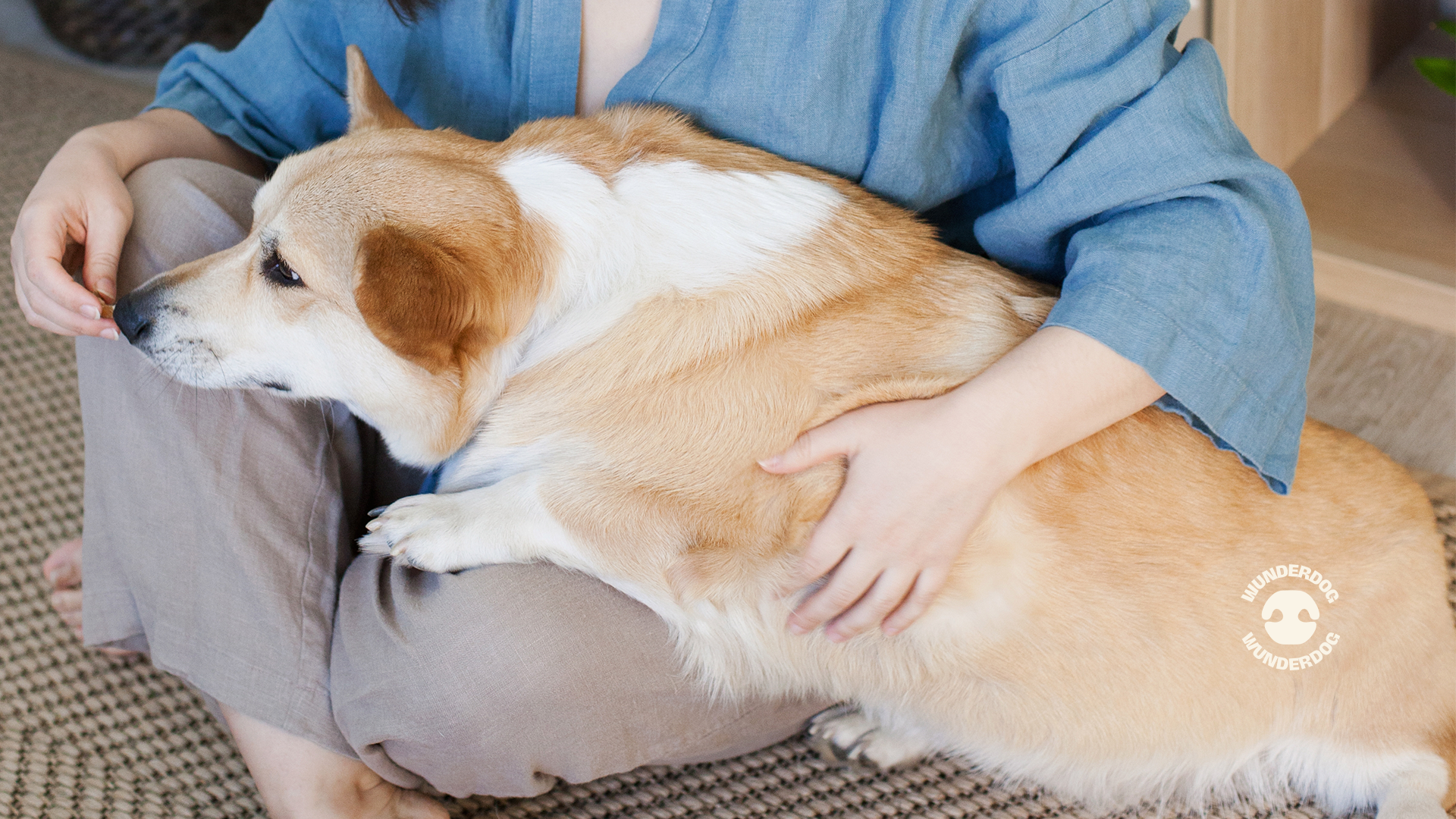 Dog resting comfortably on its owner’s lap while being gently held, showing calm behaviour and close bonding at home.
