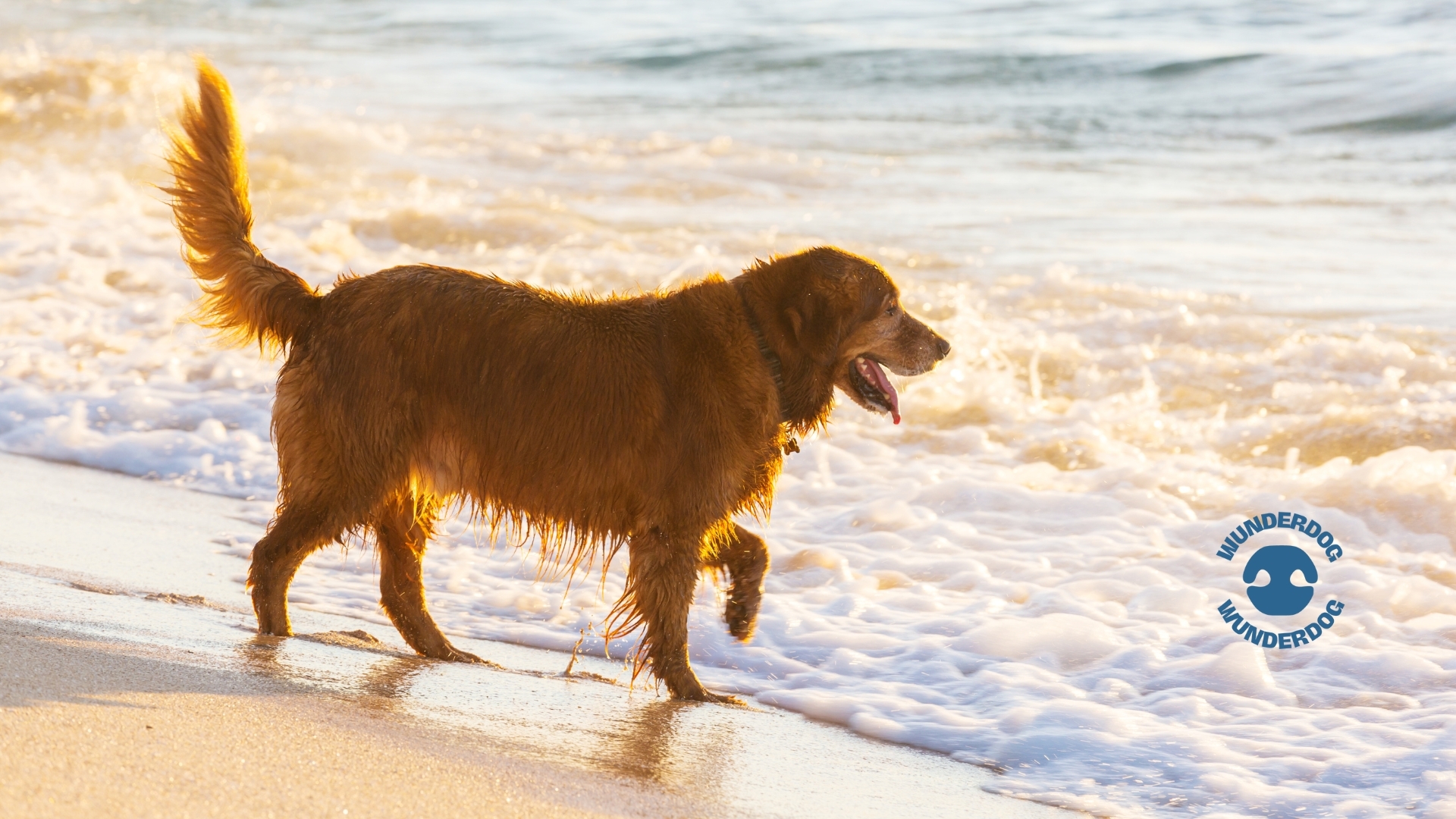 Golden Retriever walking along the shoreline at sunset, wet fur glistening in the light, with gentle waves in the background – Wunderdog branding visible in the corner.
