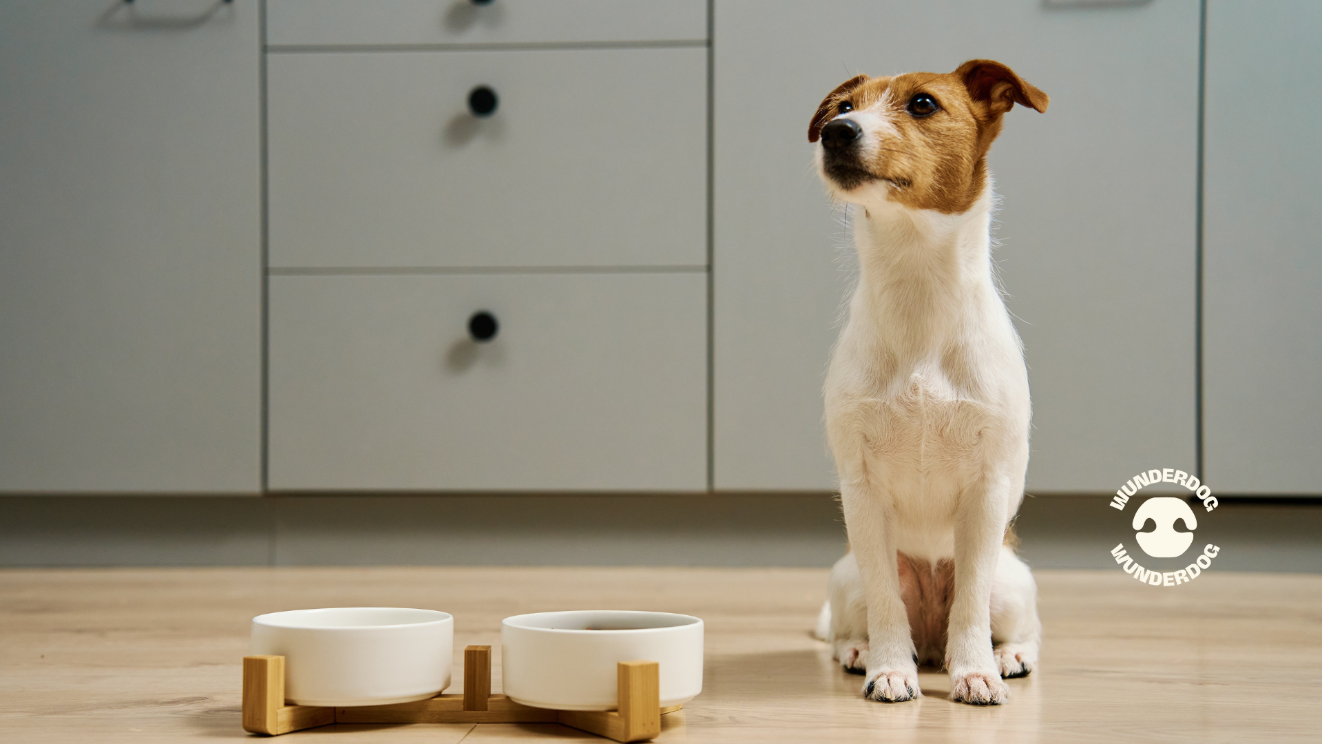 Small brown and white dog sitting on a kitchen floor next to two white ceramic food bowls on wooden stands, looking up expectantly. Wunderdog logo appears in the bottom right corner.