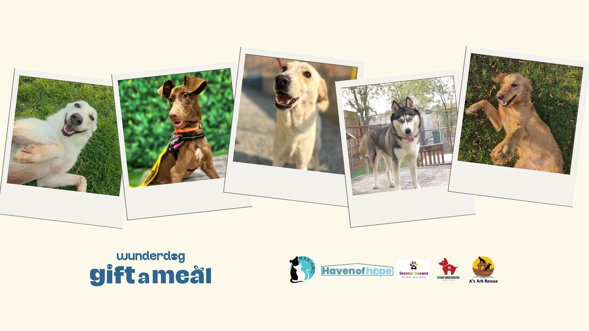 Gift a Meal: Raising Wunderdogs Together