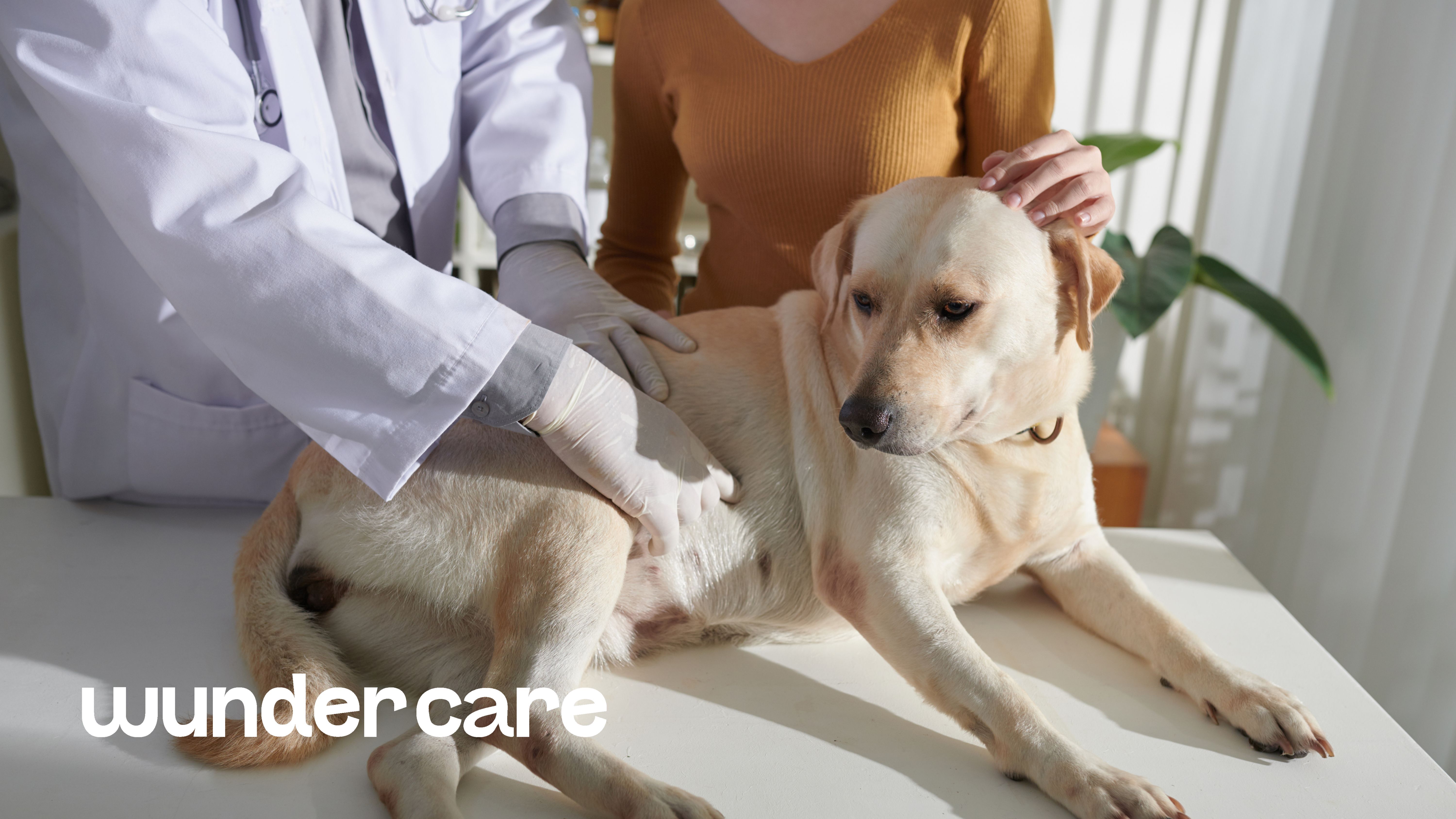 A Labrador lying on a veterinary examination table while a vet wearing gloves examines its abdomen. The owner, in a brown top, gently comforts the dog. The Wundercare logo appears at the bottom left.