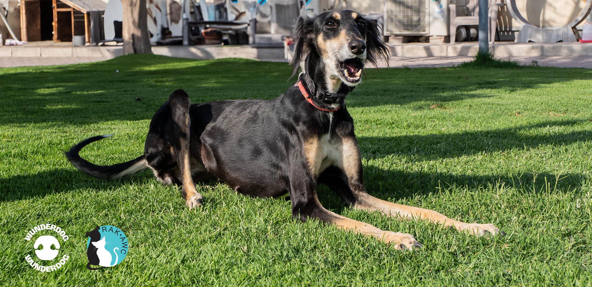 Recovered Saluki dog lying on green grass at RAKAWC shelter, looking happy and healthy after rehabilitation with Wunderdog meals