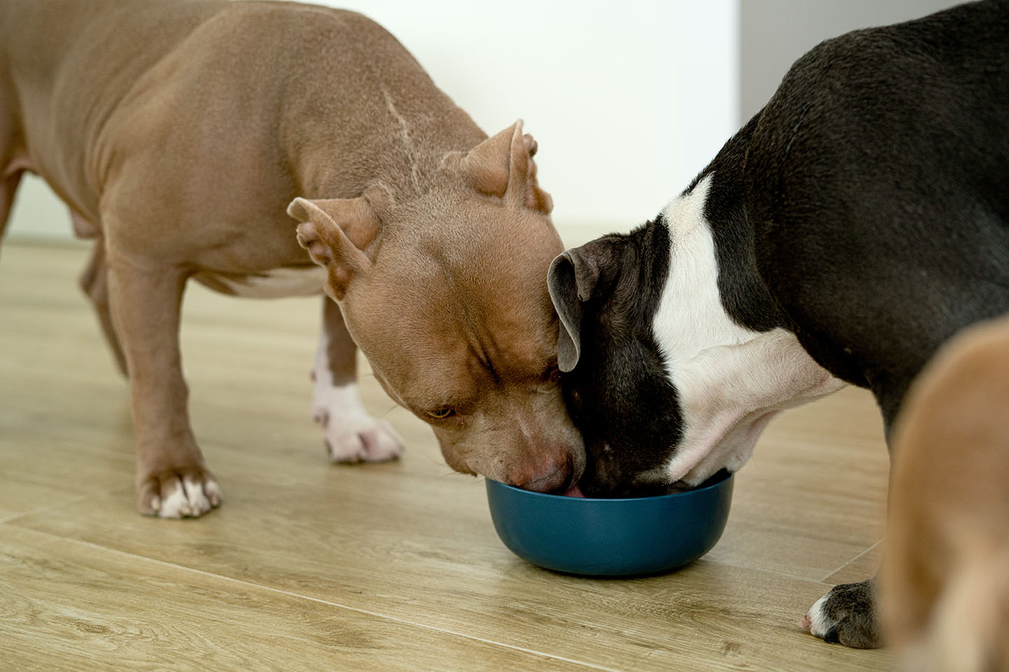 Fresh, wholesome, varied ingredients that support your dog's overall wellbeing