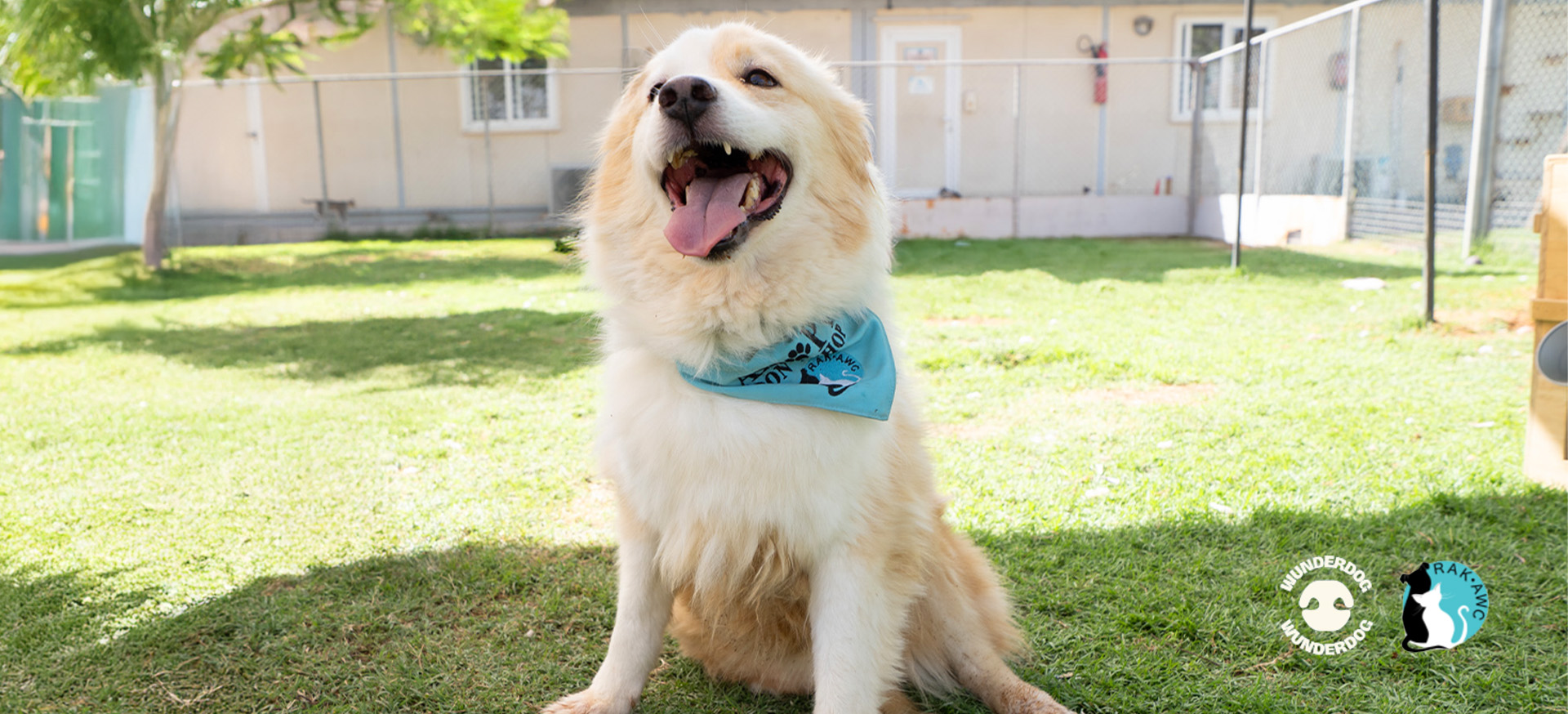 Cream-colored fluffy dog with a blue “Adopt Don’t Shop” bandana sitting on grass, smiling with tongue out at RAKAWC shelter under sunny skies.